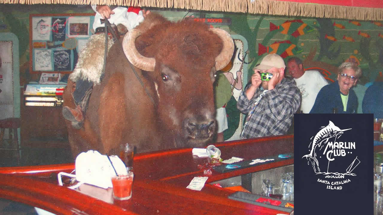 The buffalo Harvey Wallbanger inside the Marlin Club